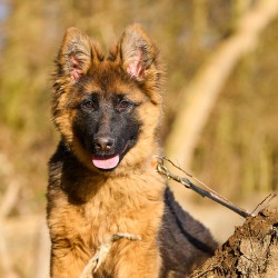 German Shepherds