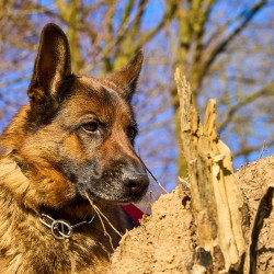 German Shepherds